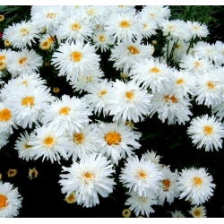 Margherita - Crazy Daisy - Chrysanthemum leucanthemum - Eleganza candida, ideale per bouquet - Semi Freschi