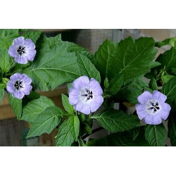 Nikandra - Nicandra physalodes - Crește până la 90 cm, ideal pentru grădinile sălbatice - Semințe proaspete