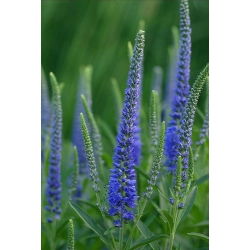 Spike Speedwell semințe - Veronica spicata - 1000 de semințe