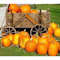 Tykev okrasná - Jack O'Lantern - Obří dýně slávy – dokonalost na Halloween - Čerstvá semena