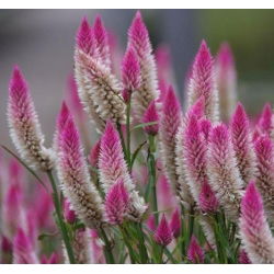 Hạt giống Cockscomb - Celosia spicata Flamingo - 360 hạt giống