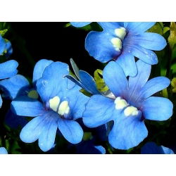 Semi Nemesia Blue Gem - Nemesia strumosa - 1000 semi - Nemezis strumosa