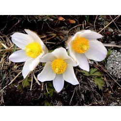 Насіння білої паски - Anemone pulsatilla - 90 насінин - насіння