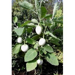 Насіння баклажанів «Золоте яйце» - Solanum melongena - 25 насінин - насіння