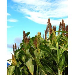Семе црног просоја - Соргхум нигрум - 60 семена - Sorghum nigrum