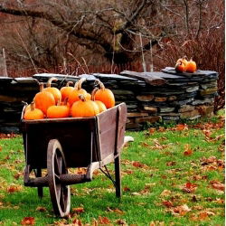 Tykev okrasná - Jack O'Lantern - Obří dýně slávy – dokonalost na Halloween - Čerstvá semena