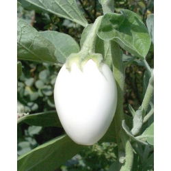 Насіння баклажанів «Золоте яйце» - Solanum melongena - 25 насінин - насіння
