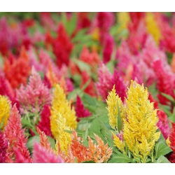 Hạt hỗn hợp hạt mận - Celosia argentea plumosa - 800 hạt