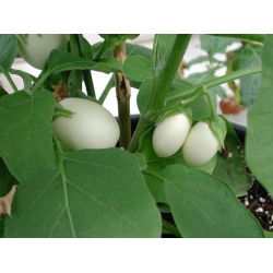 Насіння баклажанів «Золоте яйце» - Solanum melongena - 25 насінин - насіння