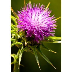 Cardo mariano - Silybum marianum - Hermosa y beneficiosa, imprescindible en el jardín - Semillas frescas