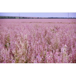 Clary Sage, Muscatel Semená šalvie - Salvia sclarea - 115 semien