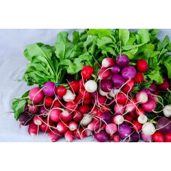 Radish mešano seme - Raphanus sativus - 850 semen - Raphanus sativus L. - semena