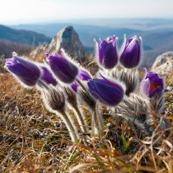 Семена квіток Pasque - Anemone pulsatilla - 190 насінин - насіння