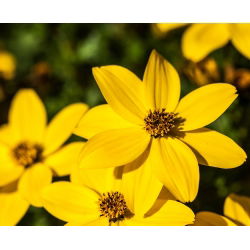 Bidens aurea - Bidens aurea - Golden Hues, Perfect for Borders - Fresh Seeds