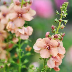 Purple Mullein seemned - Verbascum phoeniceum - 800 seemnet