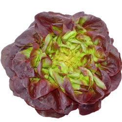 Зелена маслинена зелена салата - Lactuca sativa - 900 семена - Lactuca sativa L. var. Capitata