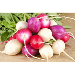 Radish mešano seme - Raphanus sativus - 850 semen - Raphanus sativus L. - semena