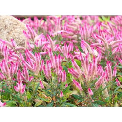 Hạt giống Cockscomb - Celosia spicata Flamingo - 360 hạt giống