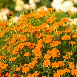 Marigold Oranye Permata biji - Tagetes tenuifolia - 600 biji