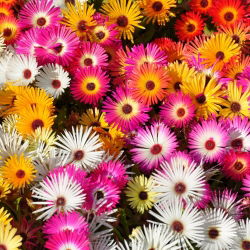 Magic Carpet Segatud seemned - Mesembryanthemum criniflorum - 1600 seemet - Doroteantus bellidiformis
