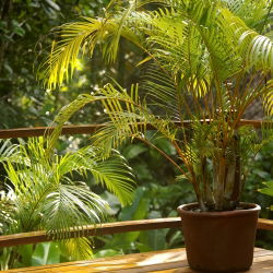 Palm mixed seeds - 5 seeds