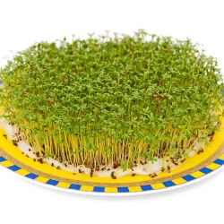 Vihanneskrassi - 2250 siemenet - Lepidium sativum