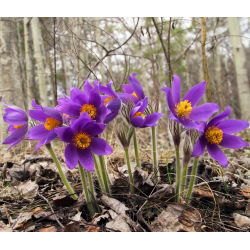 Семена квіток Pasque - Anemone pulsatilla - 190 насінин - насіння