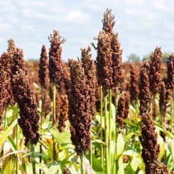 Семе црног просоја - Соргхум нигрум - 60 семена - Sorghum nigrum
