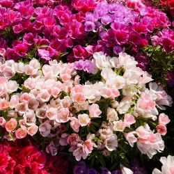 Sementes de cetim Godetia mix - Godetia grandiflora - 1500 sementes