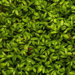 Vihanneskrassi - 2250 siemenet - Lepidium sativum