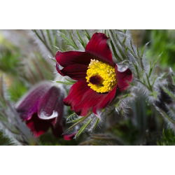 Червона паска Семена квітів - Анемон пульсатілья - 38 насінин - Anemone pulsatilla - насіння