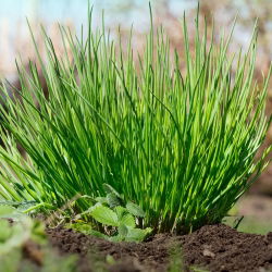 Schnittlauch - Medium leaf - Essbare, leuchtende Blätter für wiederholte Ernten - Samen