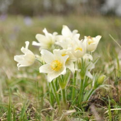 Квітка Pasque змішані насіння - Anemone pulsatilla - 190 насіння