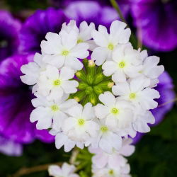 Насіння білої вербени - вербена х гібрида - 120 насіння - Verbena x hybrida