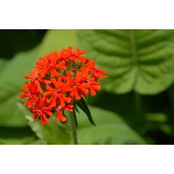 Grimizna ličnica, sjemenke malteškog križa - Lychnis chalcedonica - 1000 sjemenki