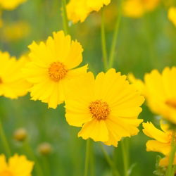 Tickseed seeds - Coreopsis tinctoria - 1000 zaden - Coreopsis grandiflora
