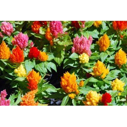 Tổ ong có lông, tổ bạc - đa dạng - 600 hạt - Celosia argentea plumosa