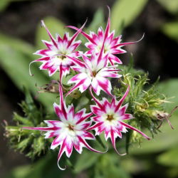 Drummondin Phlox Twinkle Star -siemenet - Phlox drummonda cuspidata nana - 500 siemeniä - Phlox drummondii cuspidata var. Stellaris