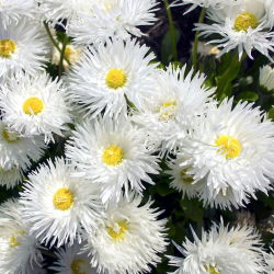 Margherita - Crazy Daisy - Chrysanthemum leucanthemum - Eleganza candida, ideale per bouquet - Semi Freschi