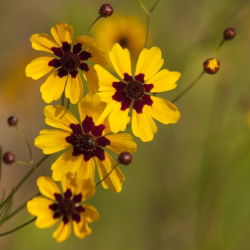 Dwarf Tickseed gemengde zaden - Coreopsis tinctoria - 2000 zaden