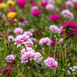 Moss Rose Dvojlôžková Mix - Portulaca grandiflora fl.pl. - 4500 semien - semená