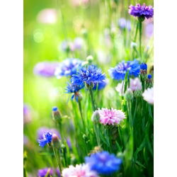 Rukkilill - segu - 200 seemned - Centaurea cyanus