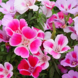 Sementes de cetim Godetia mix - Godetia grandiflora - 1500 sementes