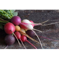 Radish mešano seme - Raphanus sativus - 850 semen - Raphanus sativus L. - semena