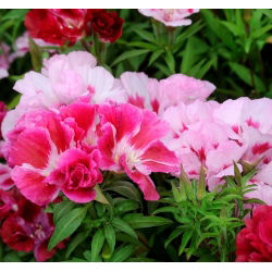 Sementes de cetim Godetia mix - Godetia grandiflora - 1500 sementes