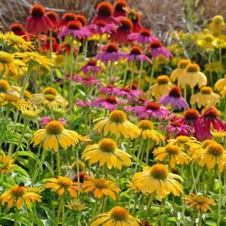 Hạt hỗn hợp hình nón - Echinacea - 200 hạt - Echinacea purpurea