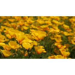 California Poppy, Biji Poppy emas - Eschscholzia californica - 600 biji - benih