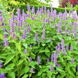 Hạt giống Hyssop khổng lồ Mexico - Agastache maxicana - 210 hạt - Agastache mexicana
