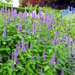 Hummingbird Mint sjemenke - Agastache mexicana - Plectranthus amboinicus