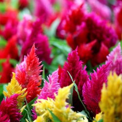 Hạt hỗn hợp hạt mận - Celosia argentea plumosa - 800 hạt